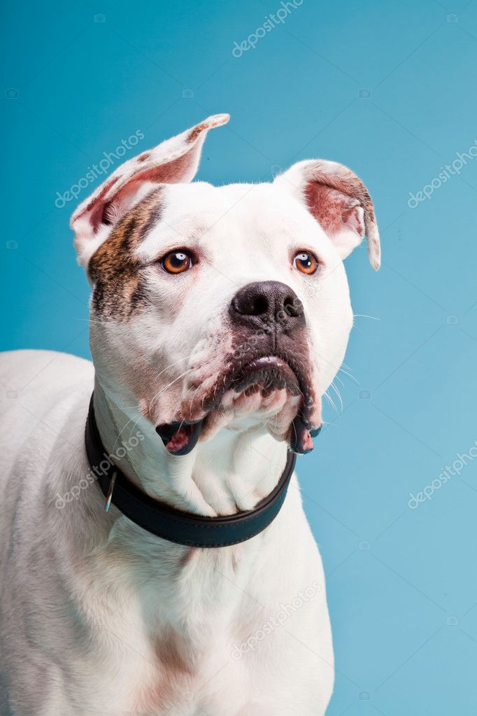 light brown american bulldog