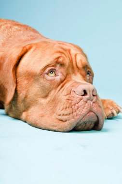 hafif mavi duvarın karşısında güzel bordeaux köpek. izole studio vurdu.