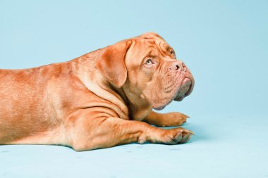 hafif mavi duvarın karşısında güzel bordeaux köpek. izole studio vurdu.