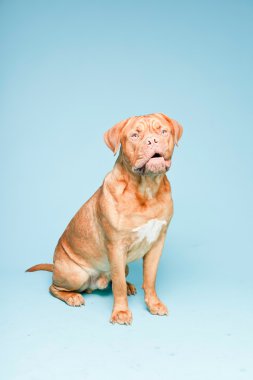 hafif mavi duvarın karşısında güzel bordeaux köpek. izole studio vurdu.