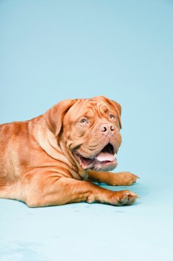 hafif mavi duvarın karşısında güzel bordeaux köpek. izole studio vurdu.