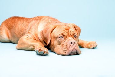 hafif mavi duvarın karşısında güzel bordeaux köpek. izole studio vurdu.