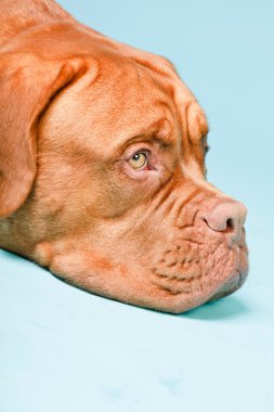 hafif mavi duvarın karşısında güzel bordeaux köpek. izole studio vurdu.