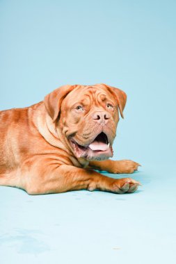 hafif mavi duvarın karşısında güzel bordeaux köpek. izole studio vurdu.