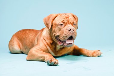 hafif mavi duvarın karşısında güzel bordeaux köpek. izole studio vurdu.