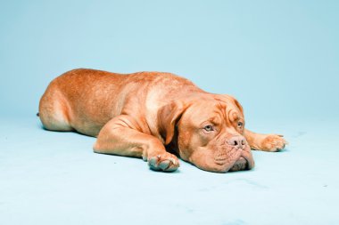 hafif mavi duvarın karşısında güzel bordeaux köpek. izole studio vurdu.