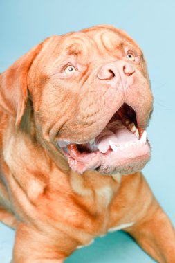 hafif mavi duvarın karşısında güzel bordeaux köpek. izole studio vurdu.