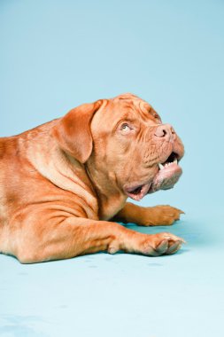 hafif mavi duvarın karşısında güzel bordeaux köpek. izole studio vurdu.