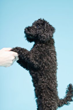 Cute little black poodle dog isolated on light blue background. Studio shot. clipart