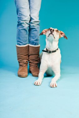 karışık cins köpek kısa saçlı kahverengi ve beyaz bacakları sahibinin oturan açık mavi renkli izole. Stüdyo vurdu.