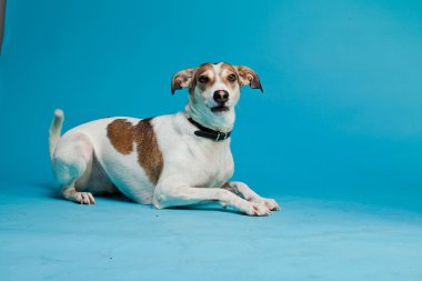 karışık cins köpek kısa saçlı kahverengi ve beyaz üzerinde açık mavi renkli izole. Stüdyo vurdu.