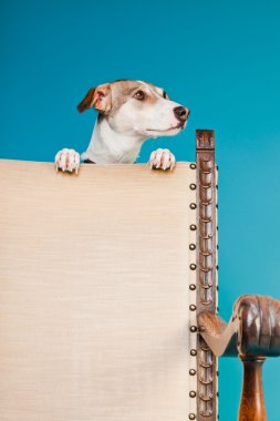 karışık cins köpek kısa saçlı kahverengi ve beyaz koltuk meraklı üzerinde seyir açık mavi renkli izole. Stüdyo vurdu.