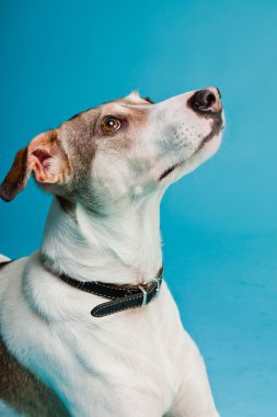 karışık cins köpek kısa saçlı kahverengi ve beyaz üzerinde açık mavi renkli izole. Stüdyo vurdu.