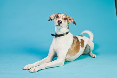 karışık cins köpek kısa saçlı kahverengi ve beyaz üzerinde açık mavi renkli izole. Stüdyo vurdu.
