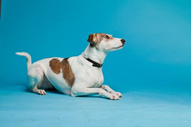 karışık cins köpek kısa saçlı kahverengi ve beyaz üzerinde açık mavi renkli izole. Stüdyo vurdu.