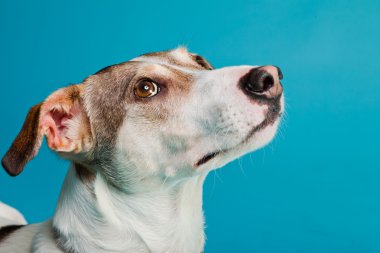 karışık cins köpek kısa saçlı kahverengi ve beyaz üzerinde açık mavi renkli izole. Stüdyo vurdu.