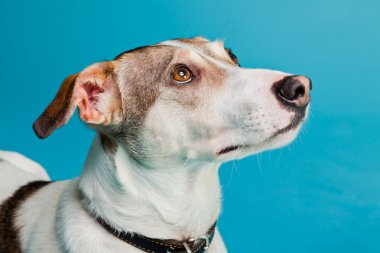 karışık cins köpek kısa saçlı kahverengi ve beyaz üzerinde açık mavi renkli izole. Stüdyo vurdu.