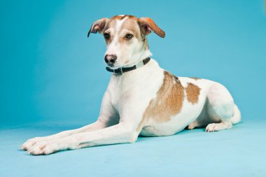 karışık cins köpek kısa saçlı kahverengi ve beyaz üzerinde açık mavi renkli izole. Stüdyo vurdu.