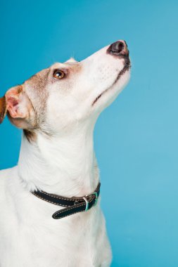 karışık cins köpek kısa saçlı kahverengi ve beyaz üzerinde açık mavi renkli izole. Stüdyo vurdu.