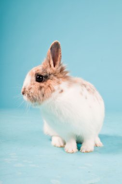 izole mavi zemin üzerine beyaz kahverengi tavşan. Stüdyo vurdu.