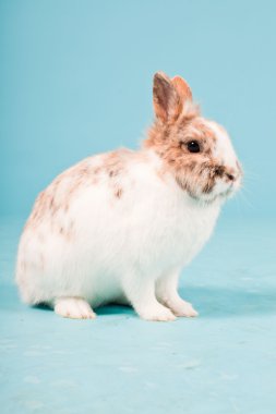 izole mavi zemin üzerine beyaz kahverengi tavşan. Stüdyo vurdu.