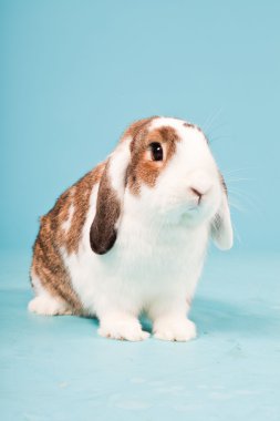 izole mavi zemin üzerine beyaz kahverengi tavşan. Stüdyo vurdu.