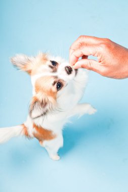 Stüdyo portre sevimli beyaz kahverengi Chihuahua açık mavi renkli izole.