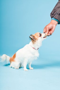 Stüdyo portre sevimli beyaz kahverengi Chihuahua açık mavi renkli izole.