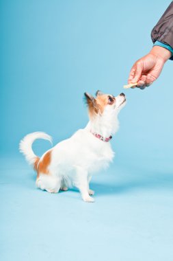 Stüdyo portre sevimli beyaz kahverengi Chihuahua açık mavi renkli izole.