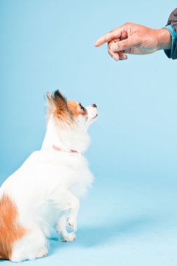 Stüdyo portre sevimli beyaz kahverengi Chihuahua açık mavi renkli izole.