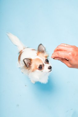 Stüdyo portre sevimli beyaz kahverengi Chihuahua açık mavi renkli izole.