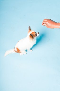 Stüdyo portre sevimli beyaz kahverengi Chihuahua açık mavi renkli izole.