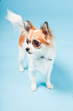 Stüdyo portre sevimli beyaz kahverengi Chihuahua açık mavi renkli izole.