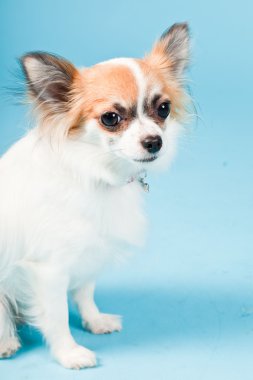 Stüdyo portre sevimli beyaz kahverengi Chihuahua açık mavi renkli izole.