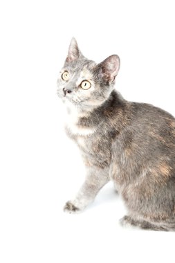 Gri kedi beyaz zemin üzerine izole. Avrupa kısa saçlı. Stüdyo vurdu.