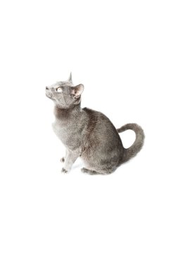 Gri kedi beyaz zemin üzerine izole. Avrupa kısa saçlı. Stüdyo vurdu.