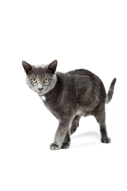 Gri kedi beyaz zemin üzerine izole. Avrupa kısa saçlı. Stüdyo vurdu.