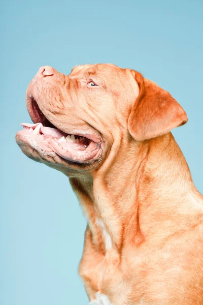 Piękny pies bordeaux ścianę niebieskie światło. na białym tle łapka. — Zdjęcie stockowe