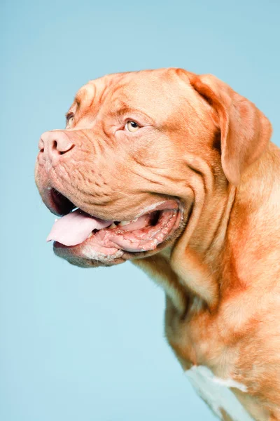 Hafif mavi duvarın karşısında güzel bordeaux köpek. izole studio vurdu. — Stok fotoğraf