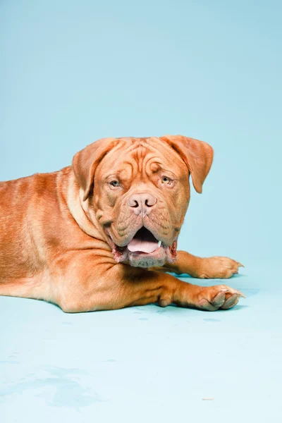 水色の壁に対して美しいボルドー犬。分離のスタジオ ショット. — ストック写真