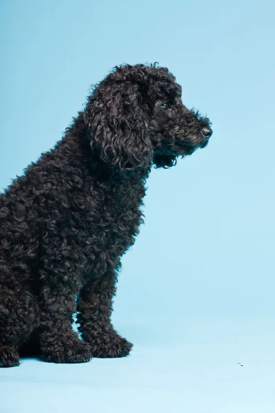 stock image Cute little black poodle dog isolated on light blue background. Studio shot.