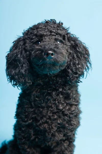 Mignon petit chien caniche noir isolé sur fond bleu clair. Plan studio . — Photo