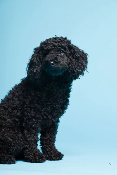 stock image Cute little black poodle dog isolated on light blue background. Studio shot.