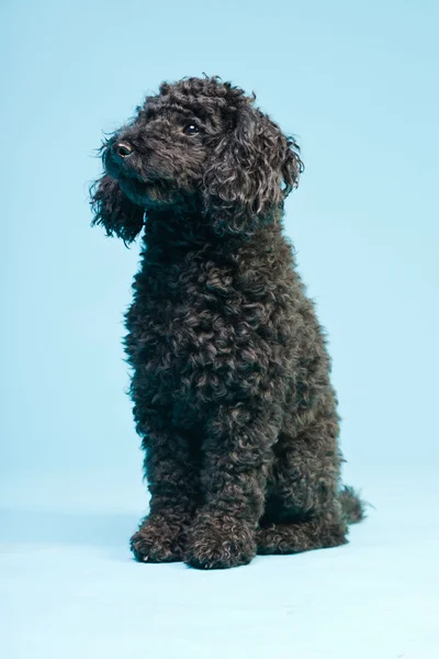 Cute little black poodle dog isolated on light blue background. Studio shot. — Stock Photo, Image