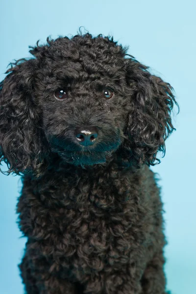 stock image Cute little black poodle dog isolated on light blue background. Studio shot.