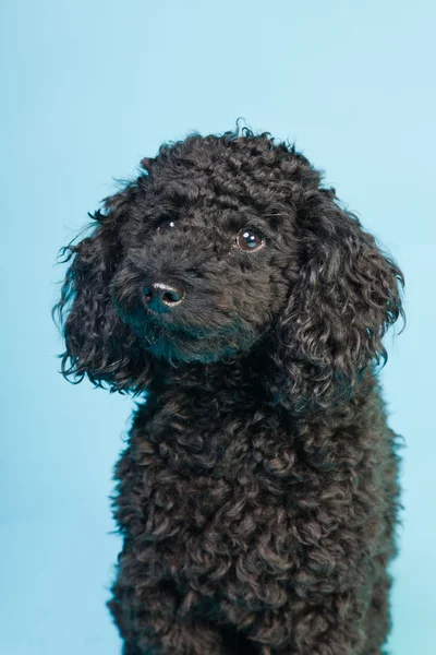 Söt liten svart pudel hund isolerad på ljusblå bakgrund. Studio skott. — Stockfoto