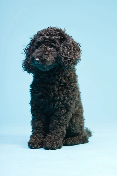 stock image Cute little black poodle dog isolated on light blue background. Studio shot.