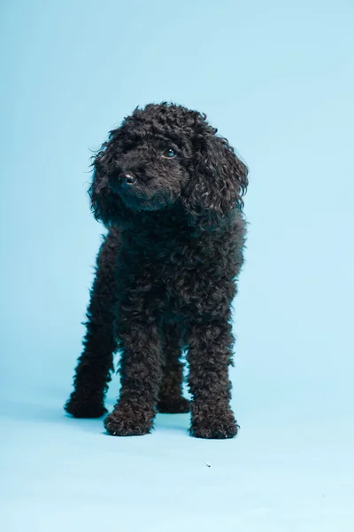 Aranyos kis fekete uszkár kutya elszigetelt világoskék háttér. stúdió felvétel. — Stock Fotó