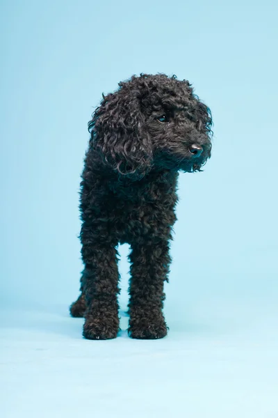Ładny mały czarny pudel pies na białym tle na światło niebieskie tło. łapka. — Zdjęcie stockowe