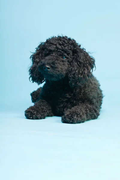 stock image Cute little black poodle dog isolated on light blue background. Studio shot.